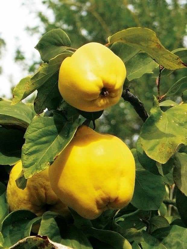 EKMEK AYVA FİDANI